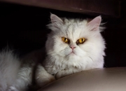 英雄联盟总决赛2025-一个NBA球星如何主导西甲国家德比？