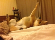 英雄联盟总决赛赛程-赛道中锋，当约基奇在F1揭幕战完成致命逆转换位