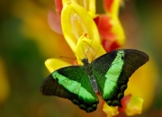 英雄联盟总决赛2025-足球巨星法比尼奥末节20分救主，跨界MVP震撼NBA总决赛