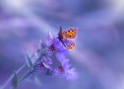 英雄联盟总决赛赛程-卡马文加的加速器效应，美国队的最后时刻是如何扼杀比利亚雷亚尔的悬念