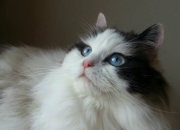 LOL赛事-寂静的喧嚣，德甲争冠夜，卡塞米罗用一脚定义无声的重锤