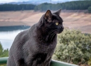 英雄联盟总决赛门票-幽灵交易，火焰重生—假如欧文身披公牛红