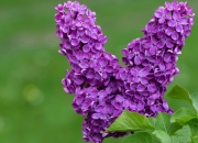 LOL赛事-闪电破城！唯一瞬间改写历史，阿克点燃赛场的非典型英雄主义