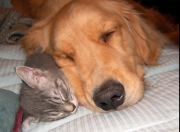 LOL赛事-不可复制的唯一答案，坎特的极致演绎，是今夜唯一的真理