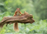 英雄联盟总决赛直播-巨星身价认证之战，字母哥统治时刻与骑士争冠资格的加冕