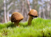 LOL决赛-非典型的英雄之路，贝恩的救赎与山西的胜利，重写篮球世界的成功法则