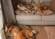 英雄联盟总决赛时间-唯一性的胜利，广东队决胜局擒老鹰，布克在NBA季后赛接管比赛