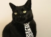 英雄联盟总决赛-切特连飙关键分拉开差距，魔术全面压制篮网取大胜