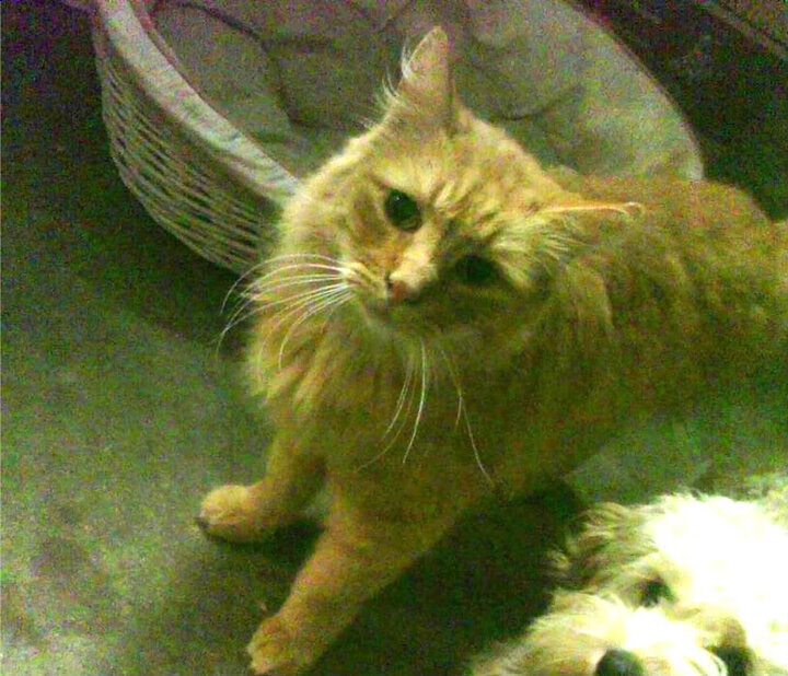 红龙咆哮亚平宁，凯恩攻防统治，威尔士强压拉齐奥