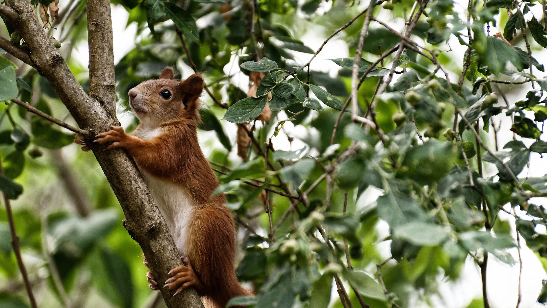 绿茵神盾破北非谜题，巴斯托尼于风暴眼中雕刻胜利