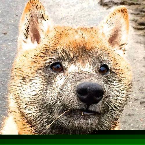 约基奇演绎终极个人艺术，尼克斯以系统性胜利迈出争冠关键一步