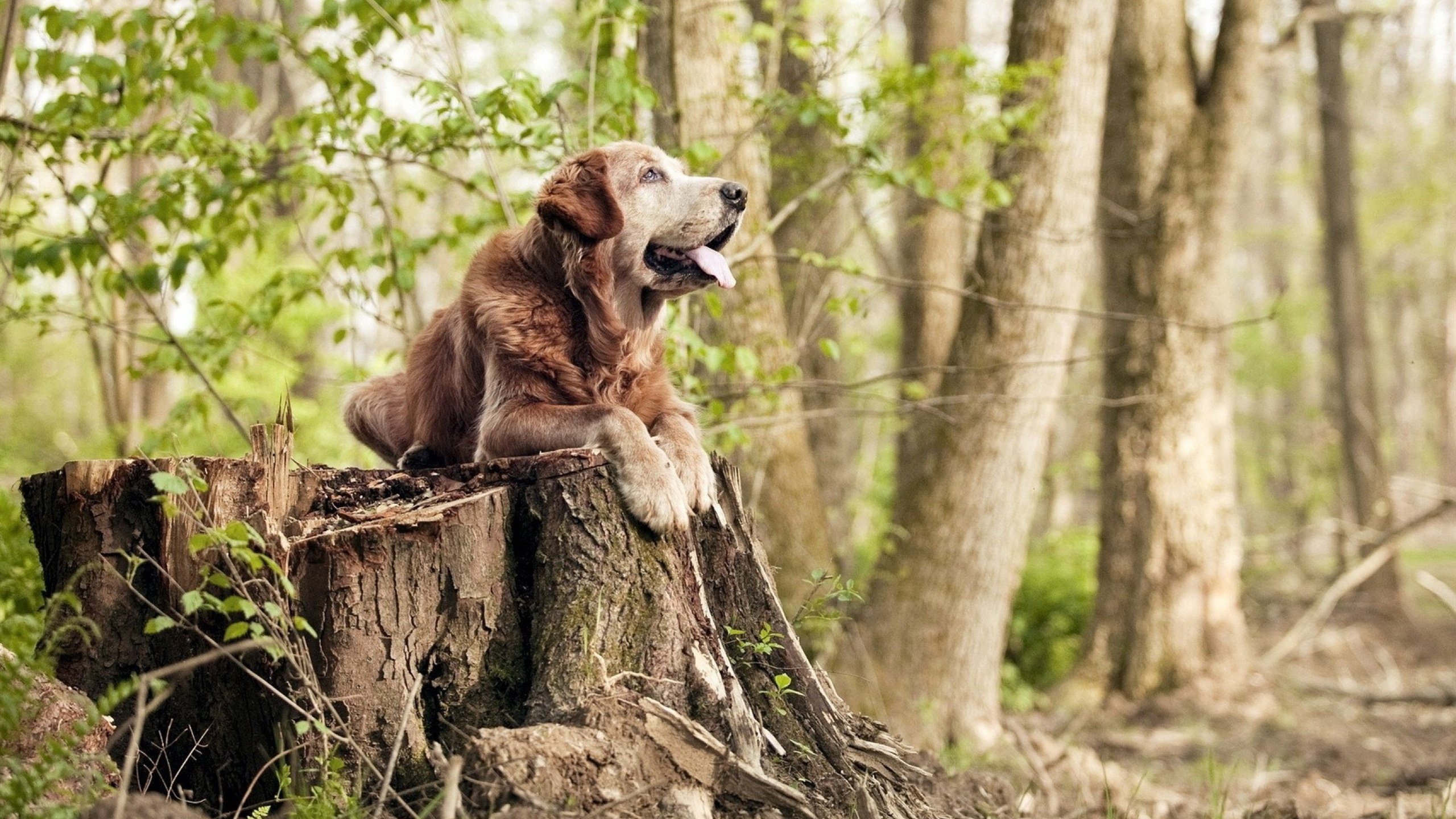 冠军的最后巡视，当杜兰特化身死神，马刺的火焰在费城重燃