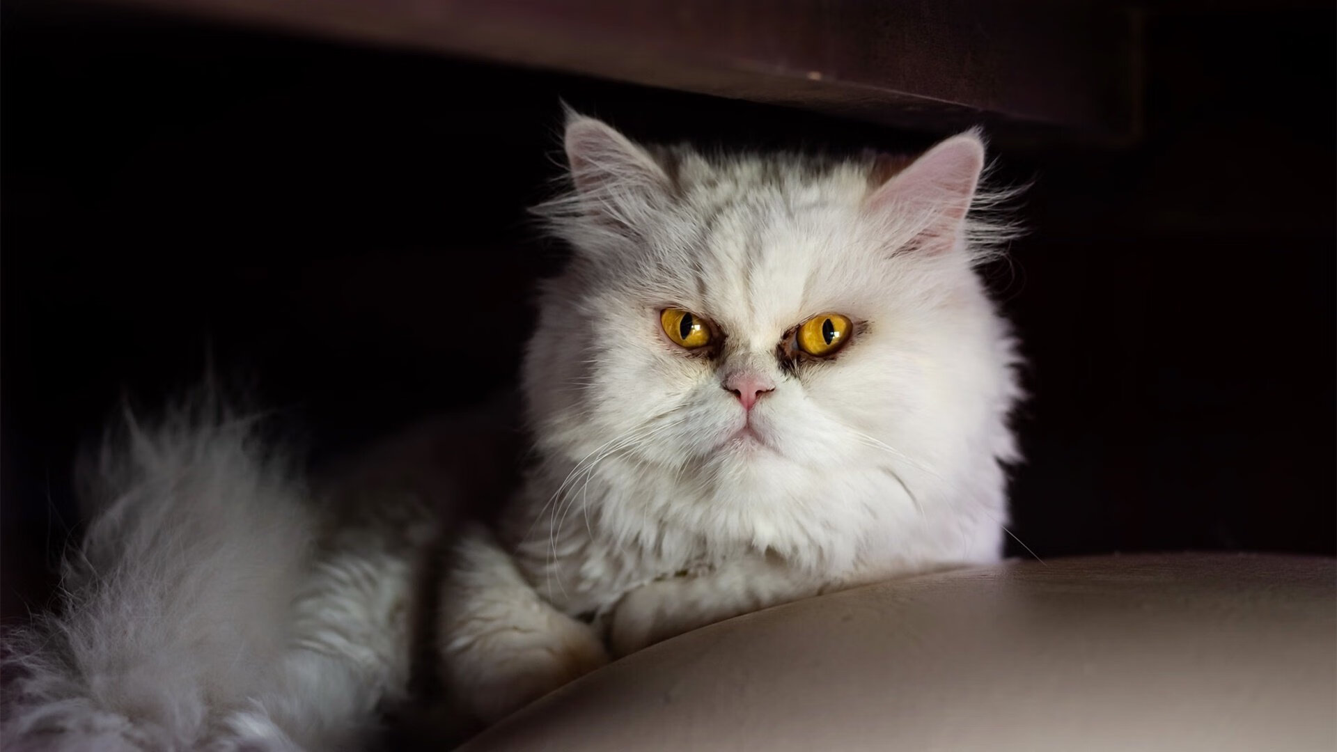 一个NBA球星如何主导西甲国家德比？