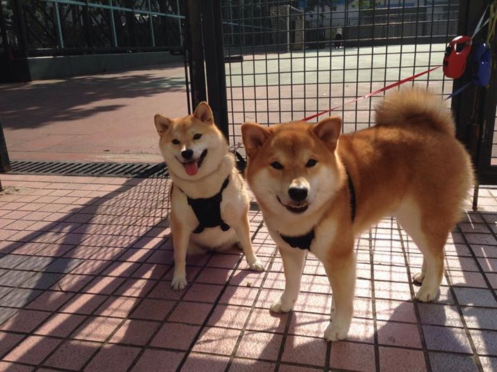 闪光与韧性，阿什拉夫爆发之夜，威尔士逆转书写足球诗篇