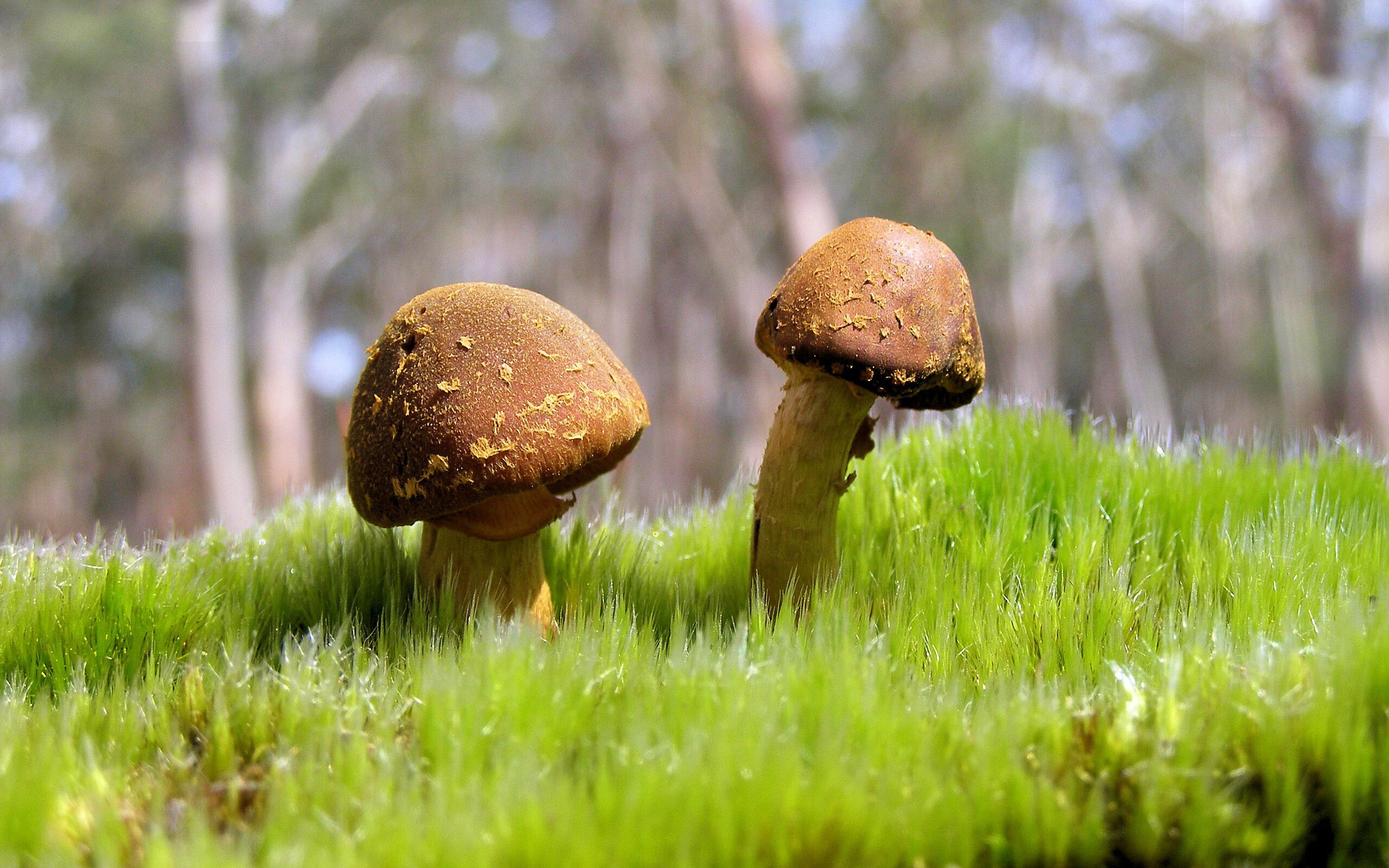 当佛罗伦萨的钟声遇见伊拉克的黄昏，阿什拉夫如何用一脚惊艳时光