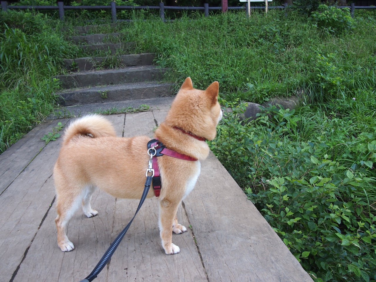 法式浪漫击碎德式铁壁，里昂的欧冠争冠启示录