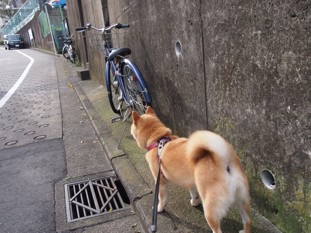 虽无东决之名,却有东决之实,青年灰熊掀翻紫金巨舰