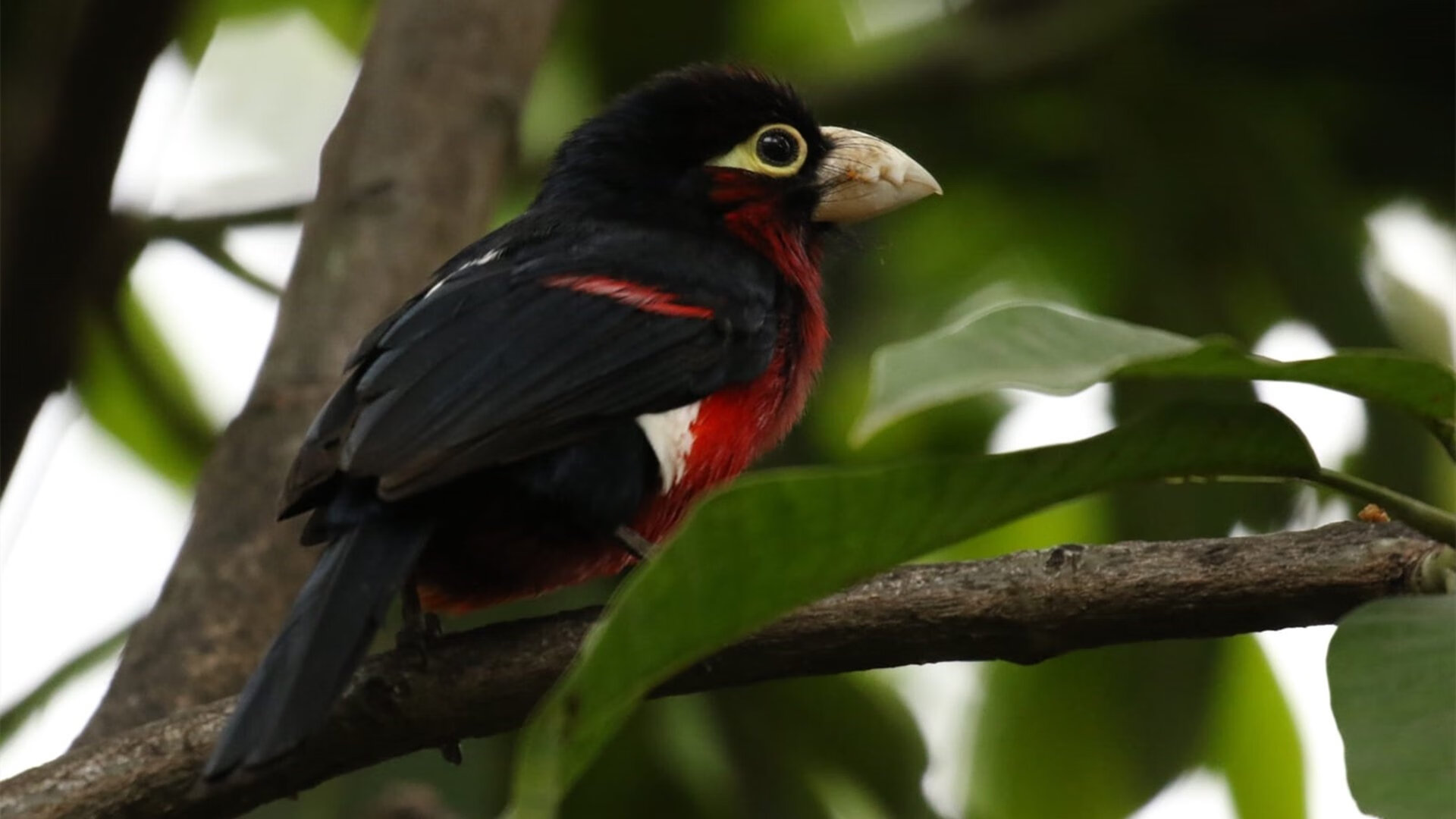 赛道中锋，当约基奇在F1揭幕战完成致命逆转换位