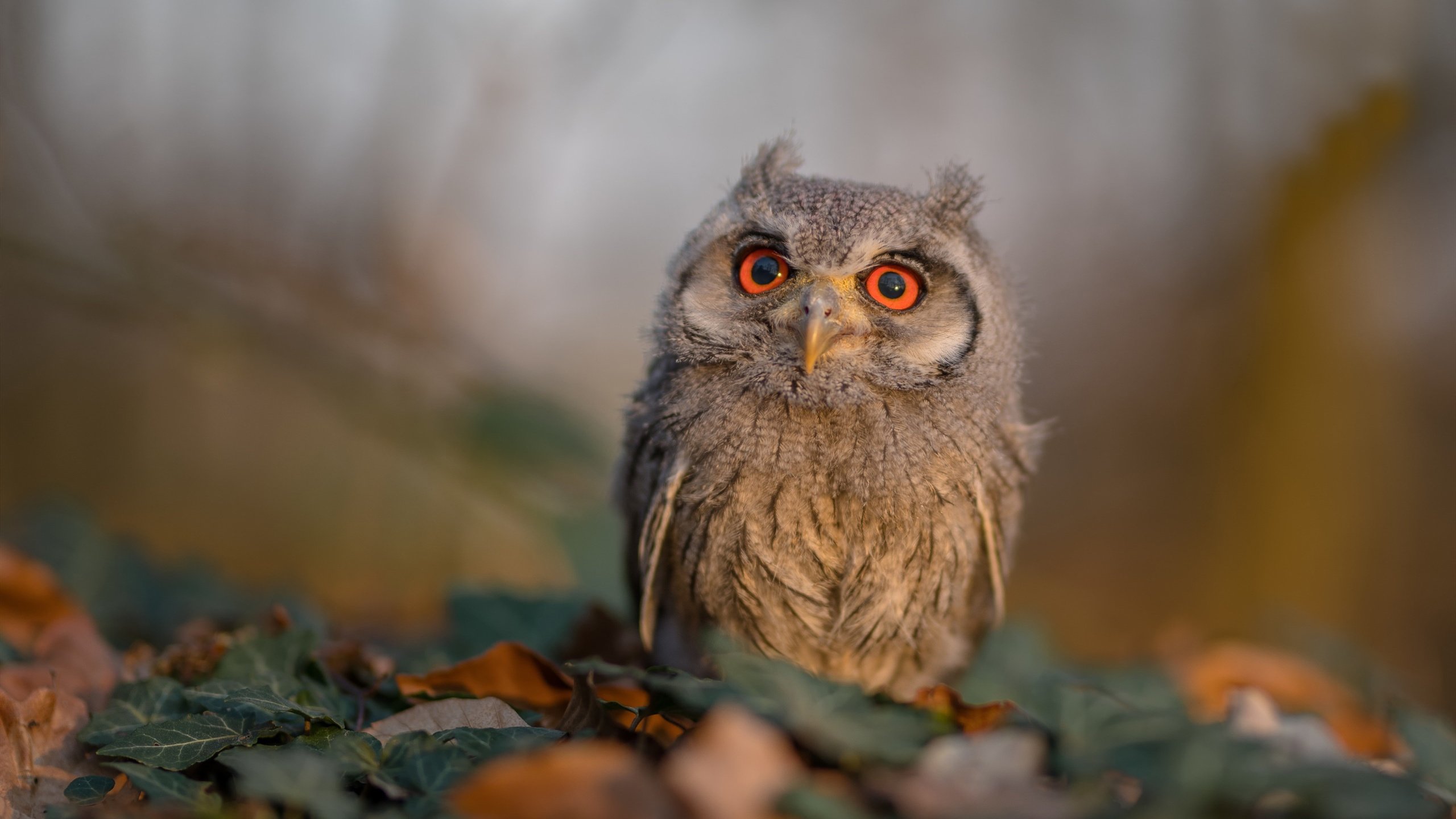 迟来的蓝月,阿圭罗绝境救赎,摩洛哥加时鏖战斩落哥斯达黎加