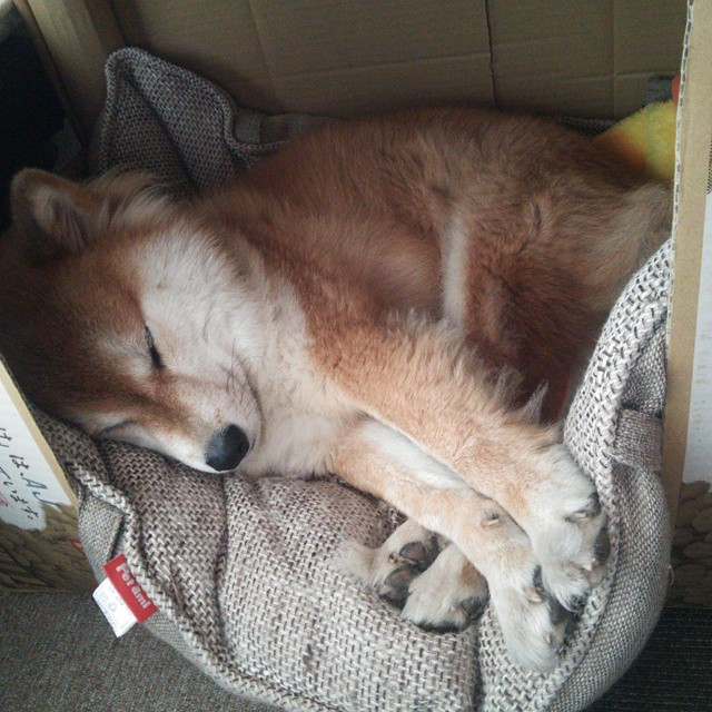 夜幕下的王者，英格拉姆在F1年度争冠中的持续杀伤