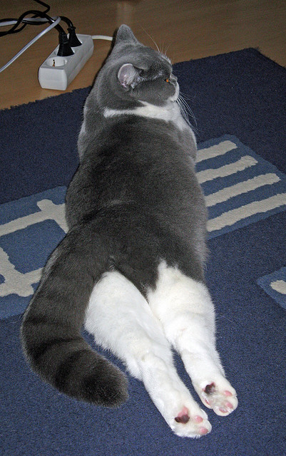 拉亚大场面先生，秘鲁淘汰赛惊险过关，阿森纳梦碎之夜