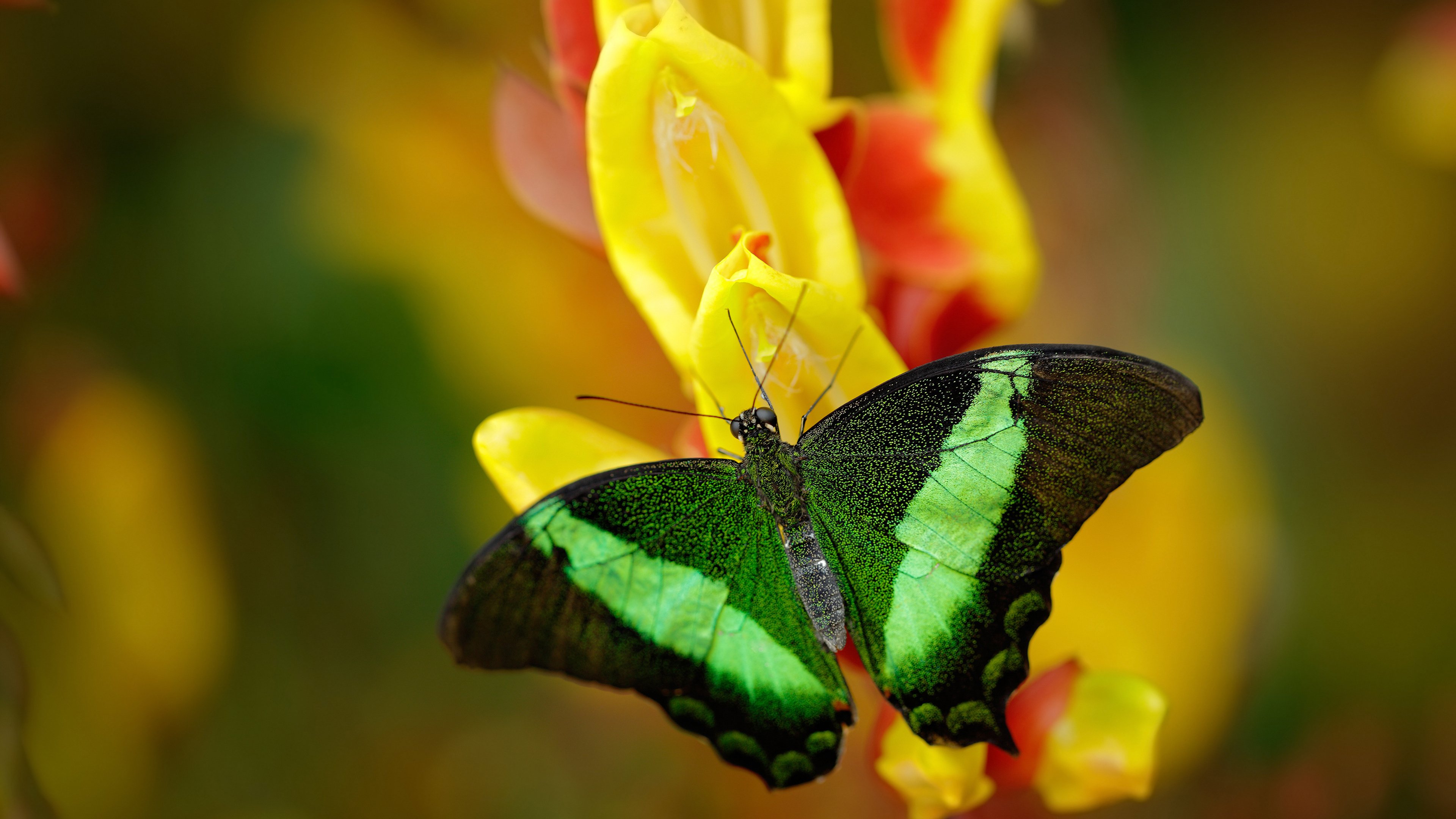 足球巨星法比尼奥末节20分救主,跨界MVP震撼NBA总决赛