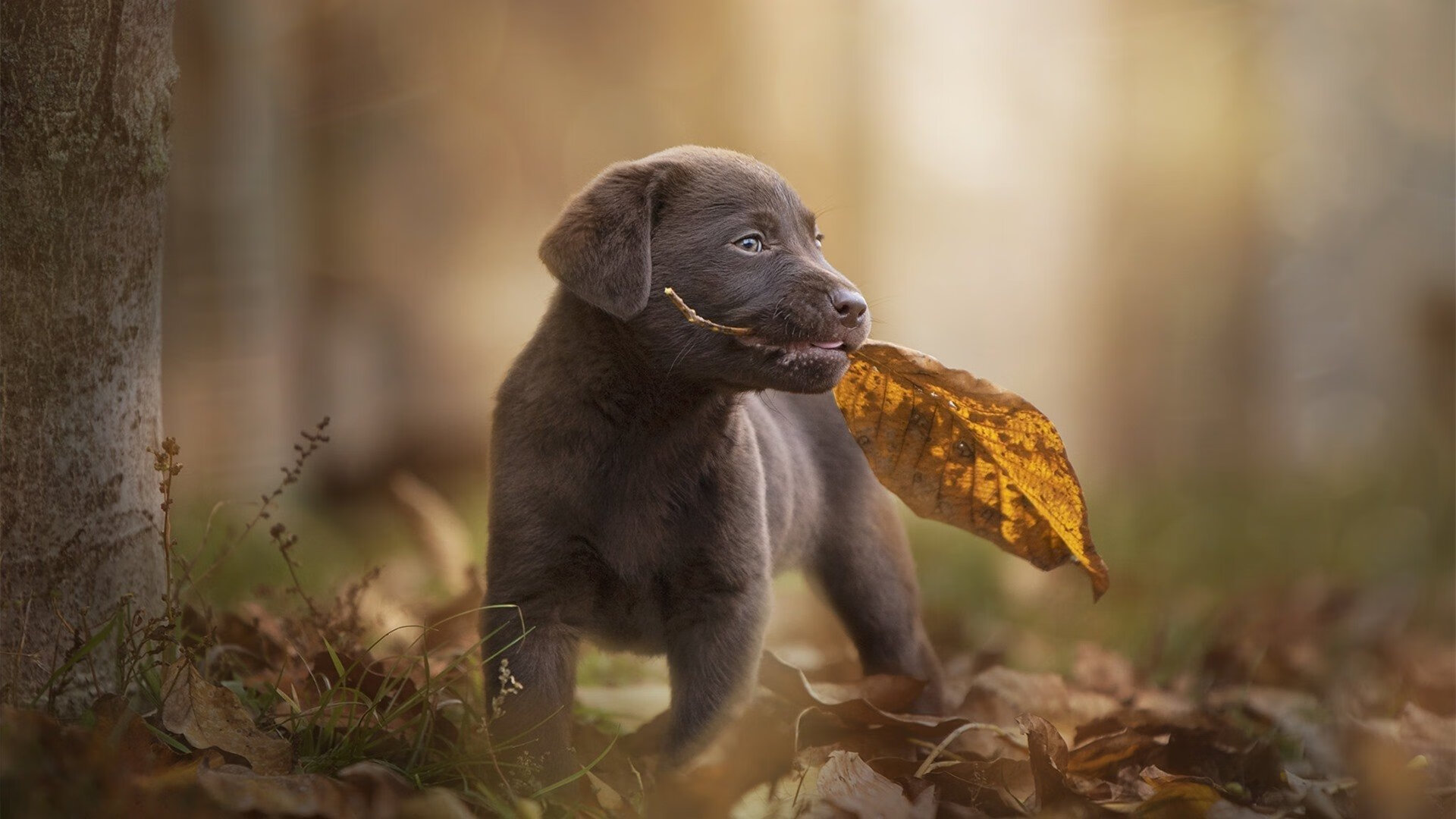 平行宇宙里的篮球风暴，当吉林队偷走西决聚光灯