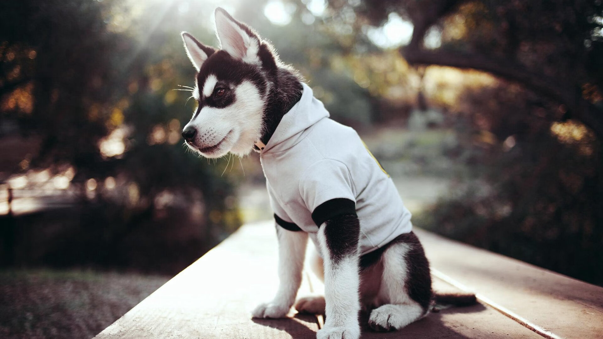 跨越时空的梦幻对决，当新疆队迎来詹姆斯的惊艳之夜