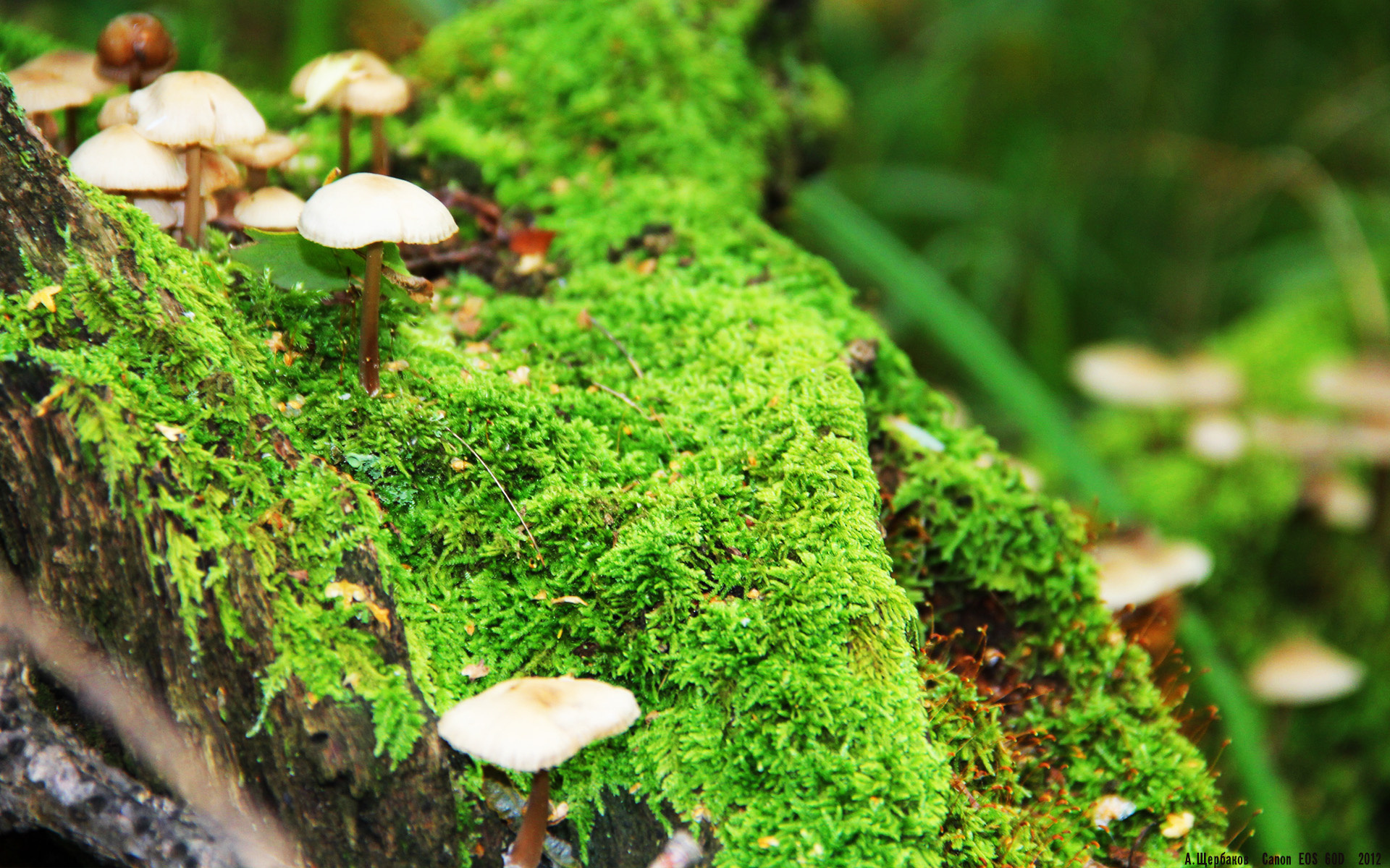 暗流,当尼斯撞碎红魔,当卡拉斯科照亮马德里