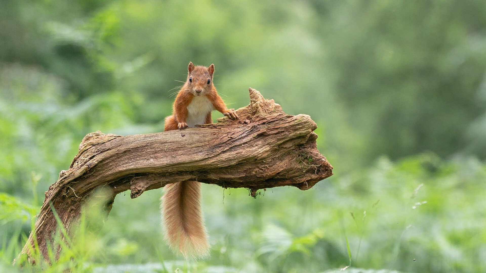 巨星身价认证之战，字母哥统治时刻与骑士争冠资格的加冕