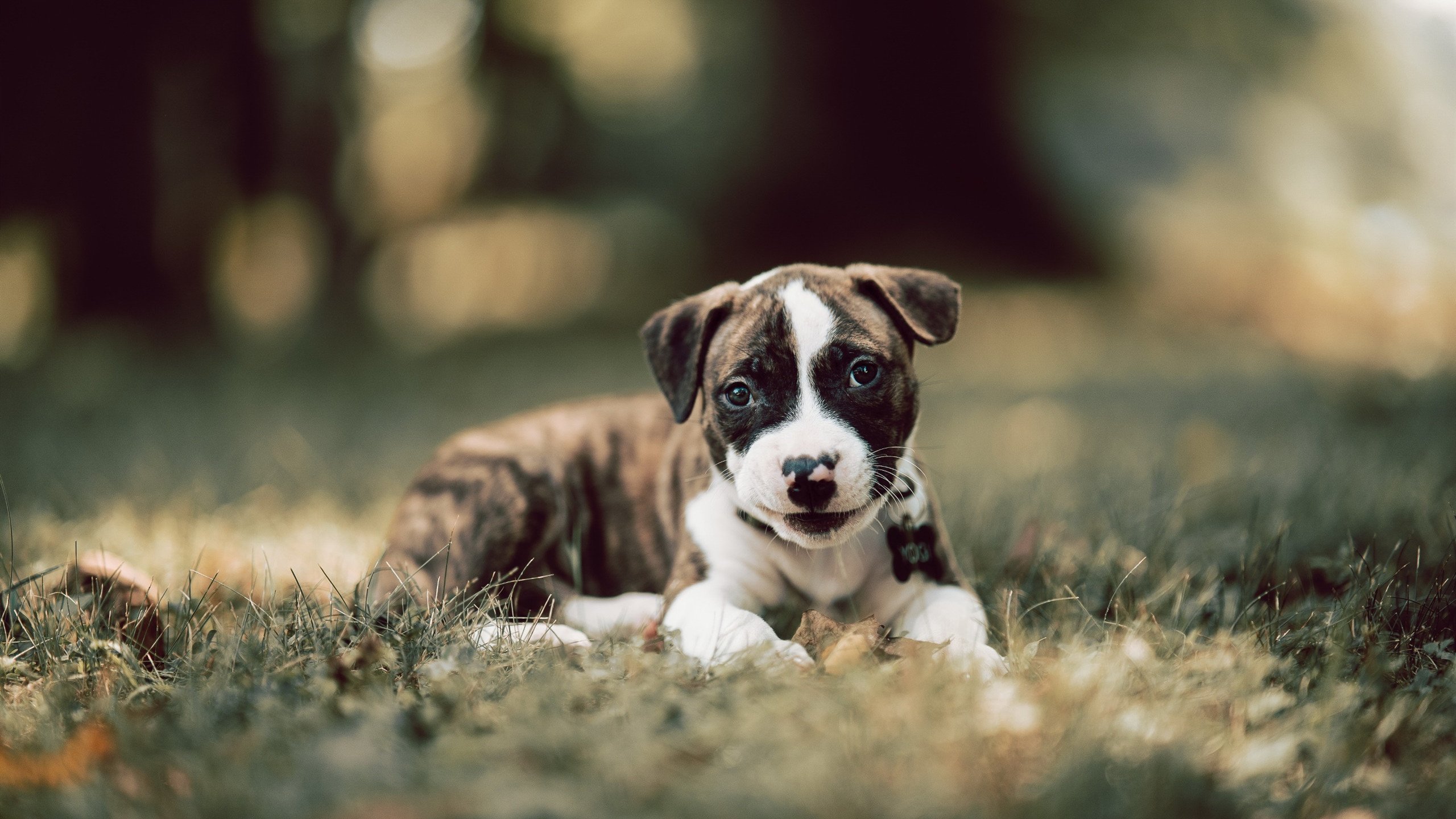 鏖战五局惊天逆转!中国女排绝境翻盘里昂,世界排名争夺战占得先机