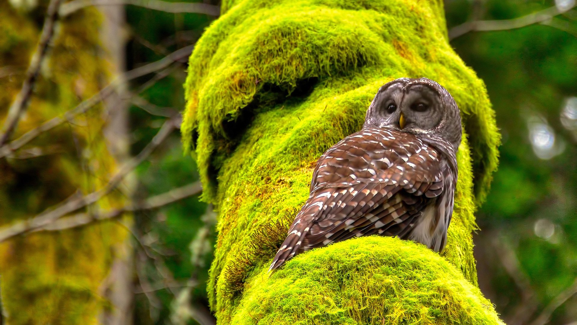 寒江破冰,一球定音,范弗利特铸就东北虎的永恒瞬间