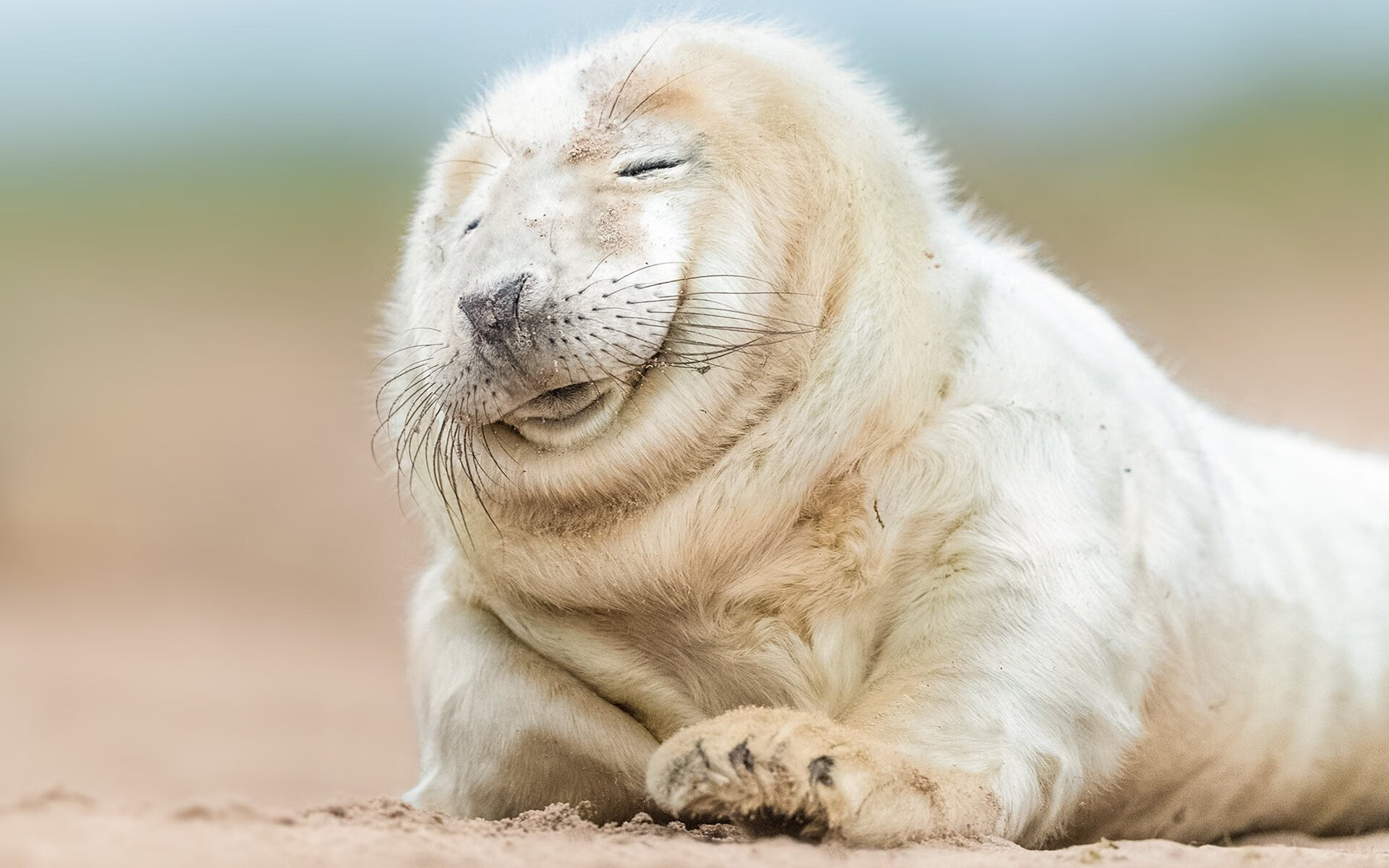 巴雷拉闪电撕裂紫百合!那不勒斯的致命左勾拳击碎佛罗伦萨