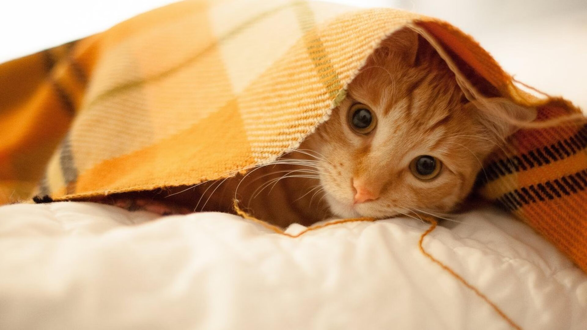 东方壁垒前的37分宣言,英格拉姆冷血拆解,魔术正面击溃深圳队