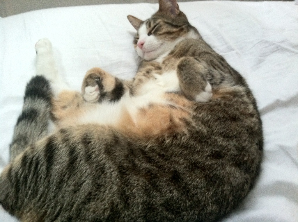 当詹姆斯遇到吉林队,哈登存在感拉满的平行宇宙之战