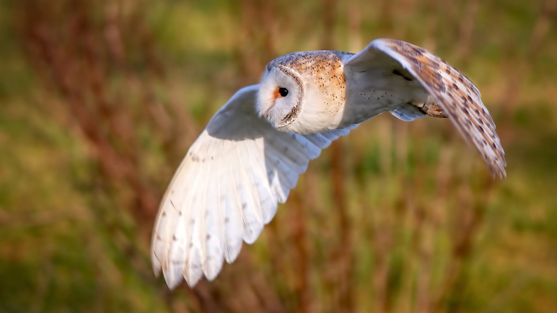 跨洲际的篮球奇观,哈利伯顿攻防两端统治,深圳队奇迹带走热火