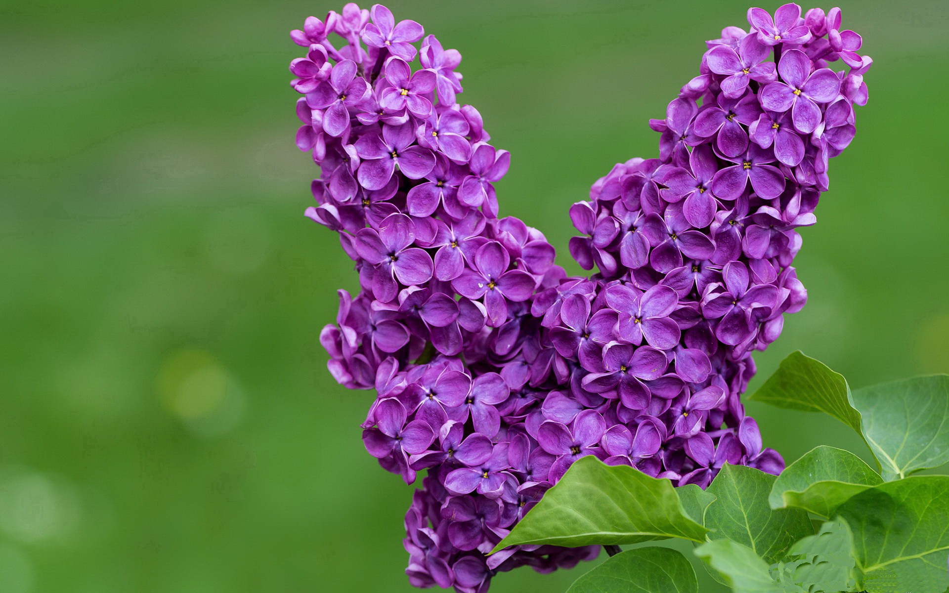 德甲争冠战之夜,新星锡安关键节点连续得分,点燃冠军梦想