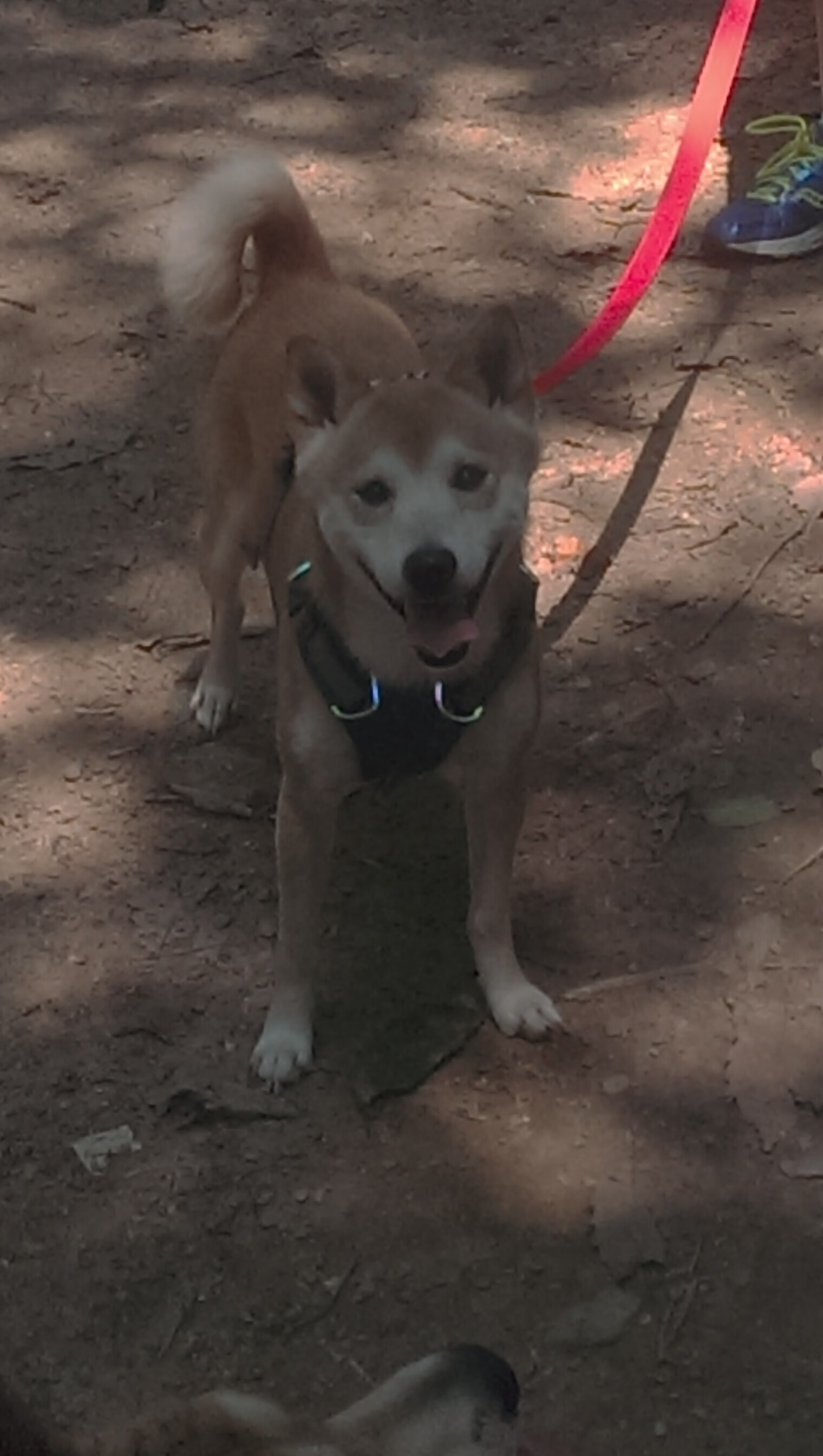 跨时空决战,浙江队血战湖人,字母哥100分史诗级统治震古烁今