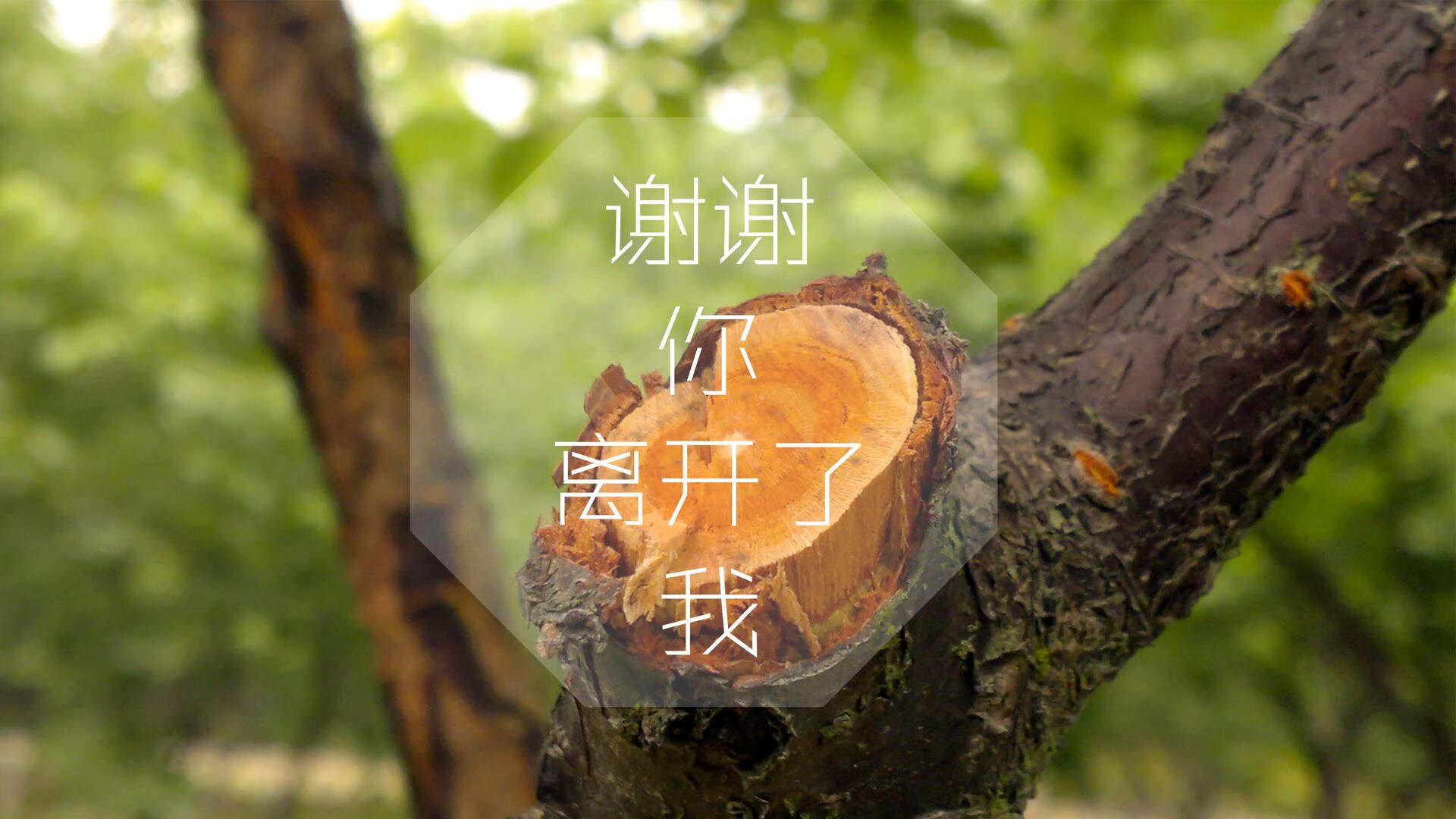 沙漠风暴，2026世界杯D组，阿联酋如何用足球哲学碾压美国，迪亚斯致命一击书写新传奇